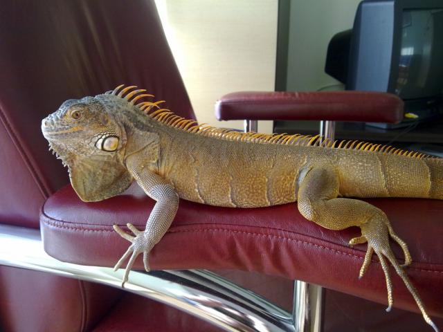 raudonoji iguana