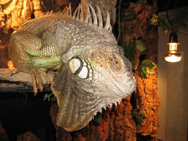 Iguana