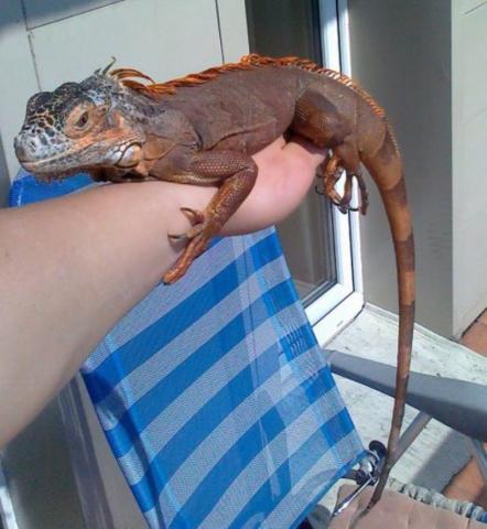 raudonoji iguana