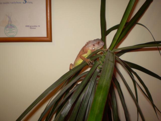 Raudonoji iguana