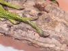 iguana_1_2_t1.jpg