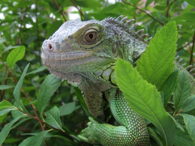 Iguana iguana