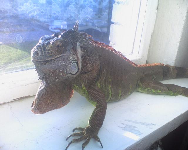 iguana
