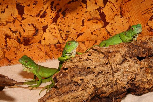 Iguana iguana