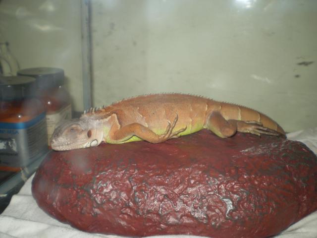 Raudonoji iguana