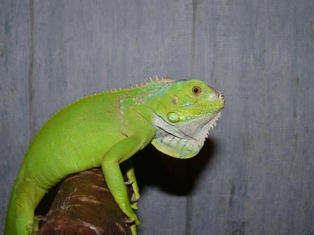 Iguana 