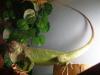 iguanaa_t1.jpg