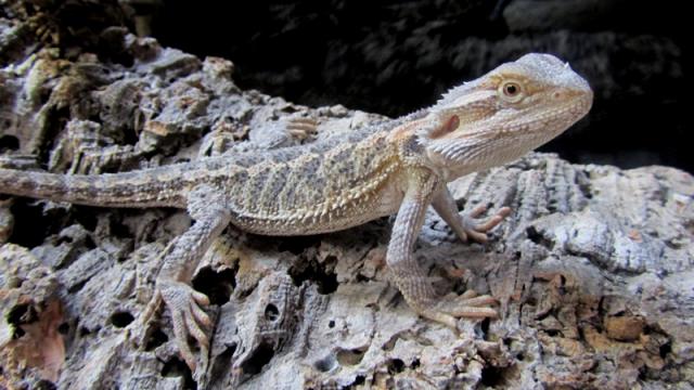 Pagona Vitticeps