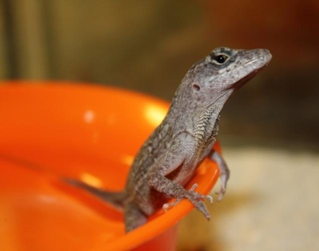 Anolis sagrei