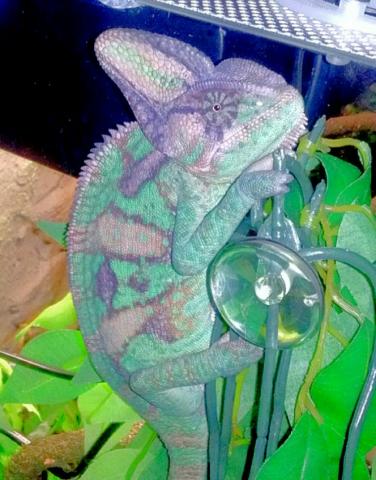 Chameleon calyptratus