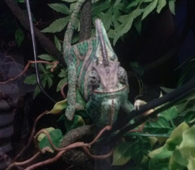Chameleon calyptratus
