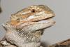 img_4745maza_t1.jpg