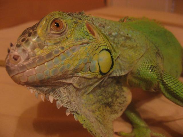 Iguana