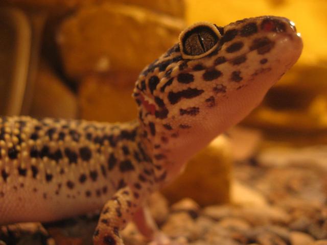 Eublefaras