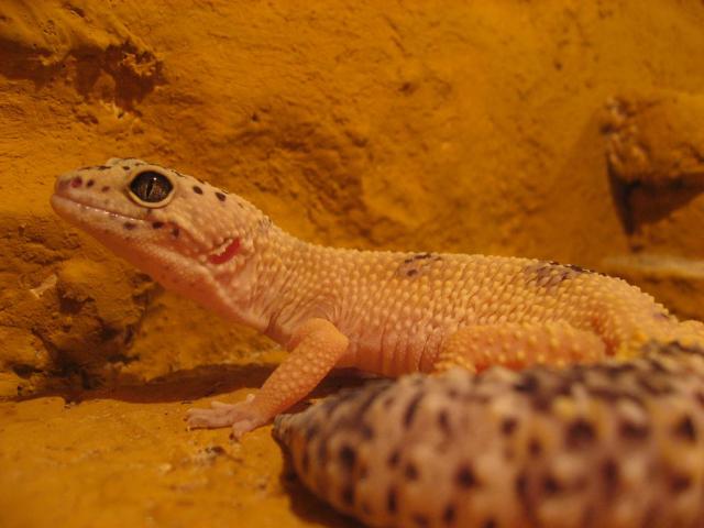 Eublefaras.