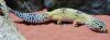 img_6629_t1.jpg
