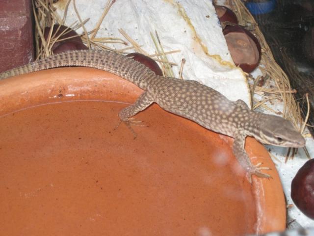 Varanus acanthurus