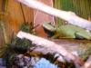 imgp0129_t1.jpg