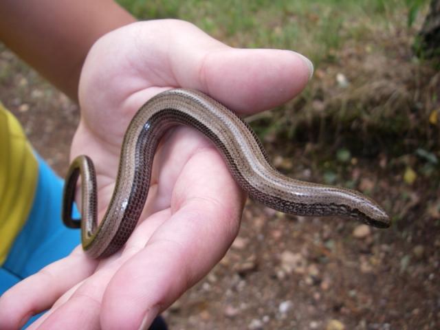 Saugokim ir mylėkim (Anguis fragilis)