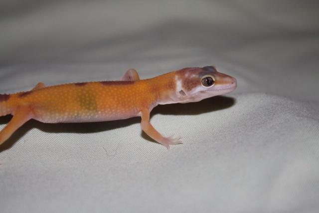 Eublepharis macularius