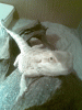 kitass_t1.gif