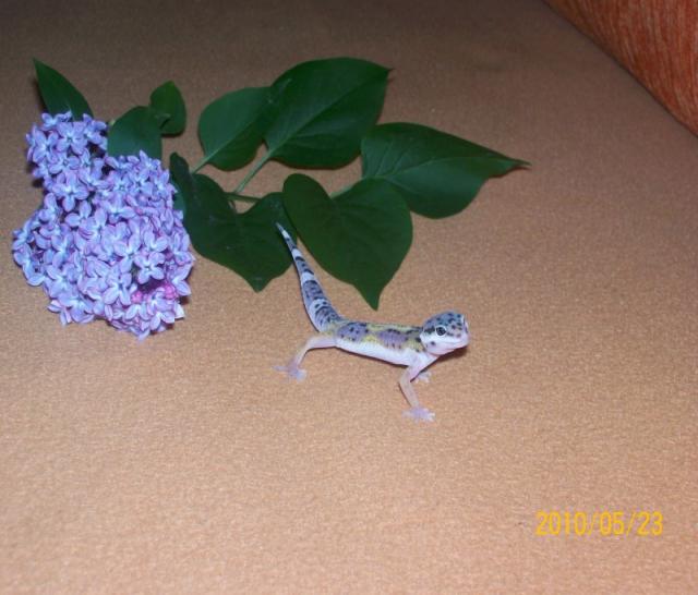 E. macularius