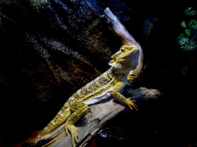 pagona vitticeps