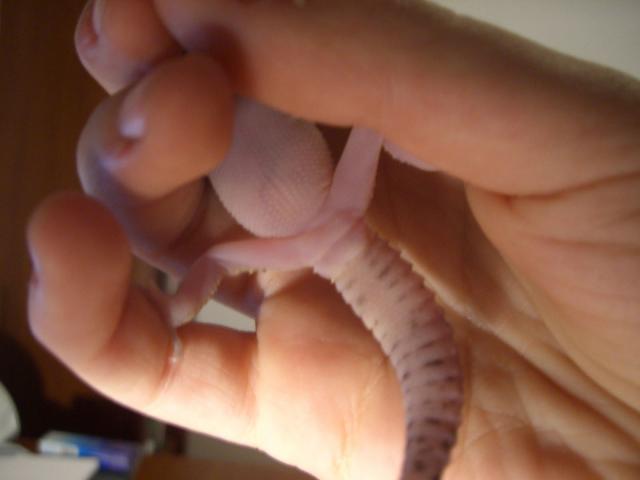 Kokia eublefaro lytis?