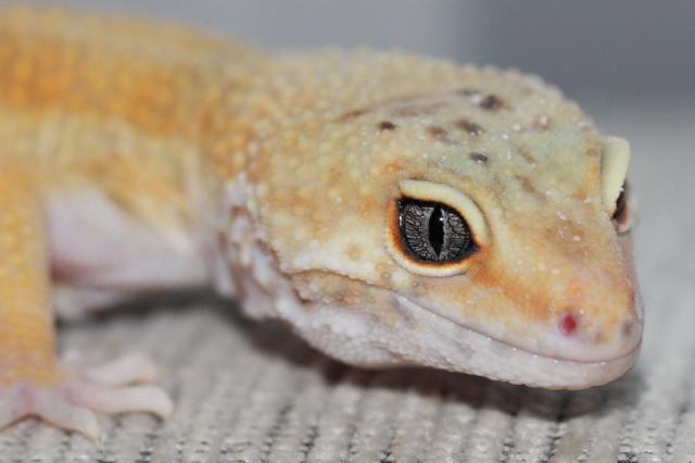Mandarinka