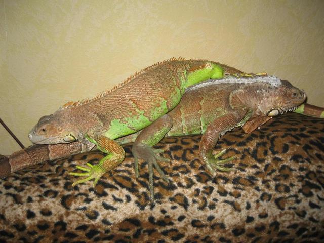 Iguana meet