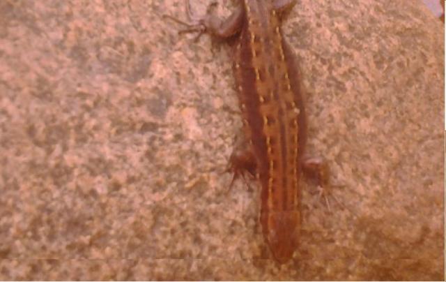 Zootoca vivipara