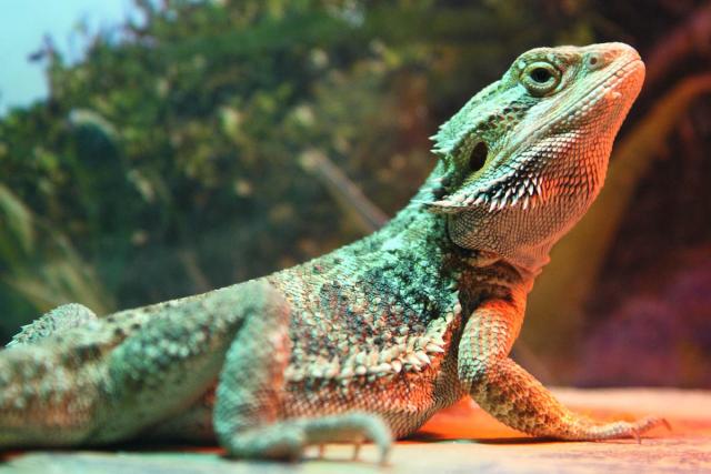 Barzdotoji Agama