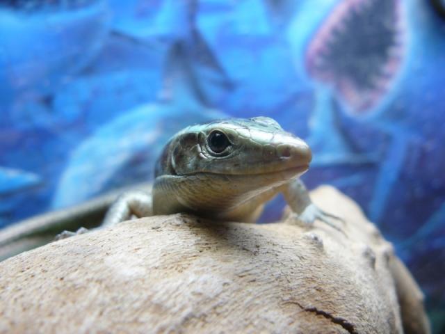 Zonosaurus madagascariensis