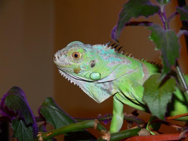 Iguana