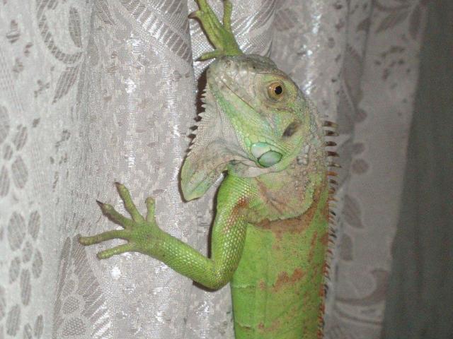 Drakasha