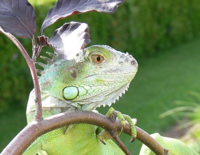 Iguančikas