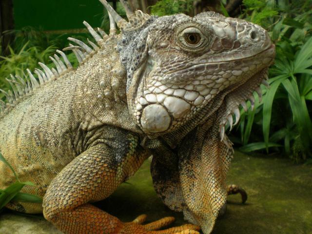Iguana