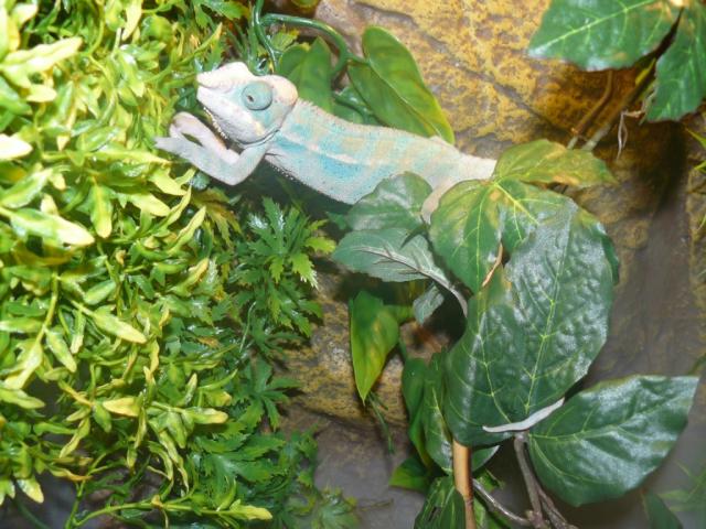 Furcifer pardalis  