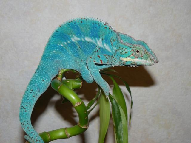 Furcifer pardalis