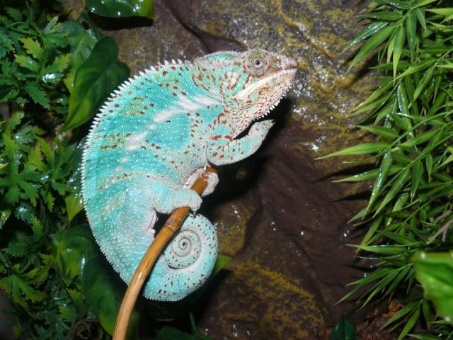 Furcifer pardalis