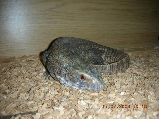 Varanus