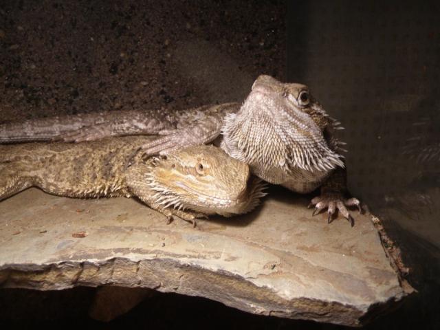 Pogona vitticeps