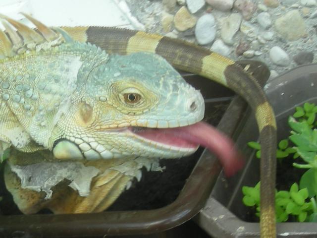 Iguana