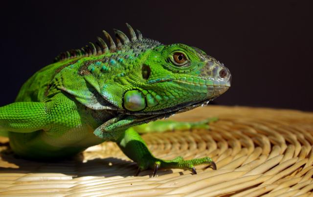 Iguana