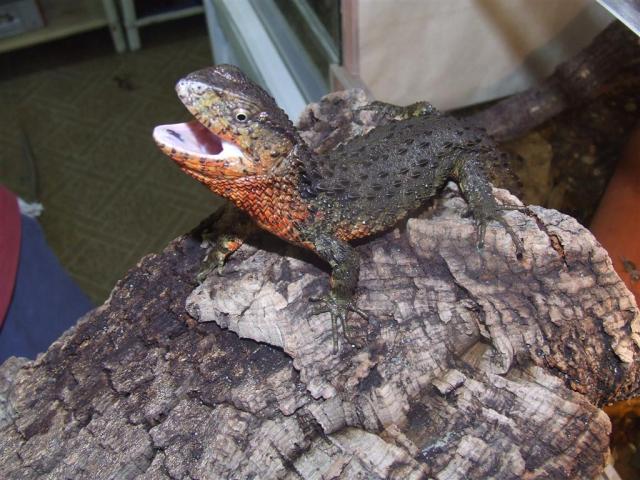 Shinizaurus