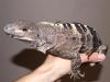 similis_t1.jpg