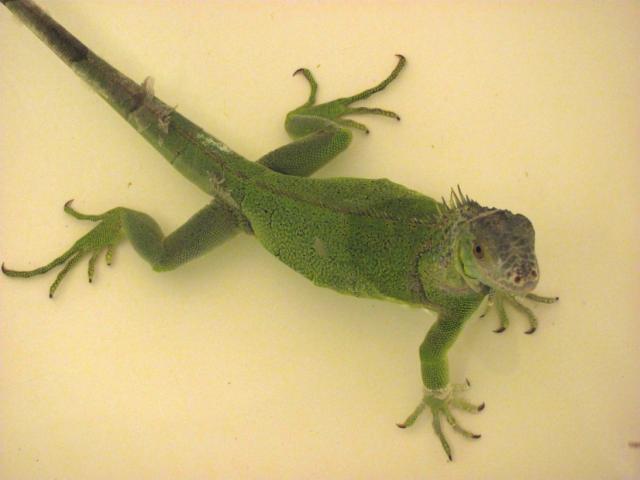 Maudosi