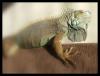 steu-iguana_t1.jpg