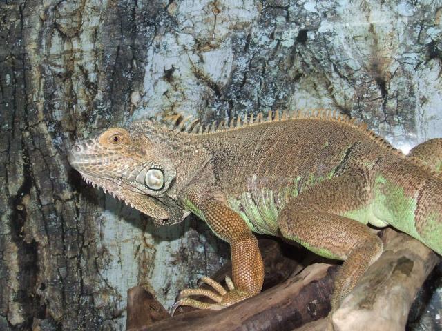 Iguana
