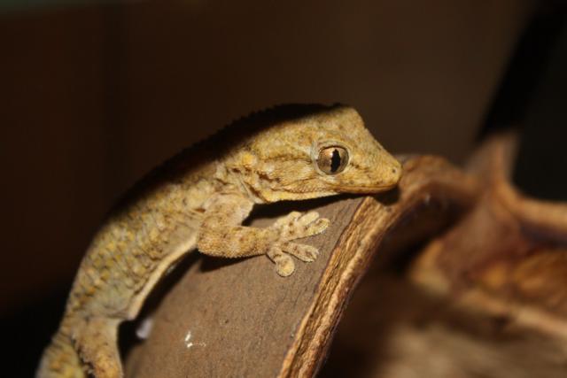 Tarentola angustimentalis